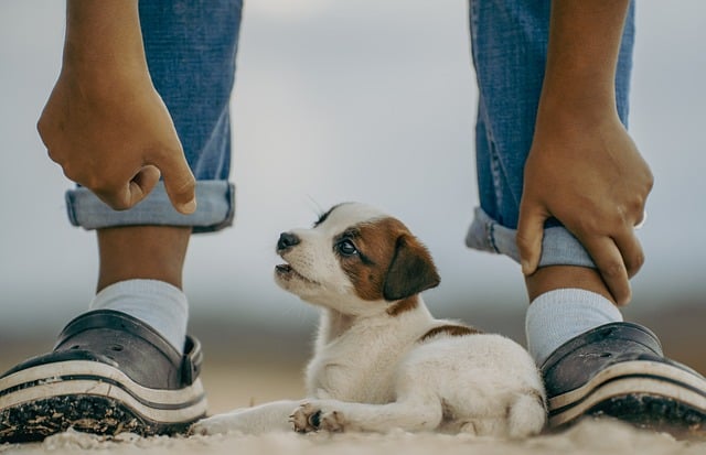 Mastering Pet Sitting and Dog Walking: Benefits and Best Practices