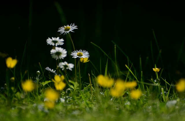 Transforming Residential Outdoors: Lawn Care, Design, and Maintenance Secrets