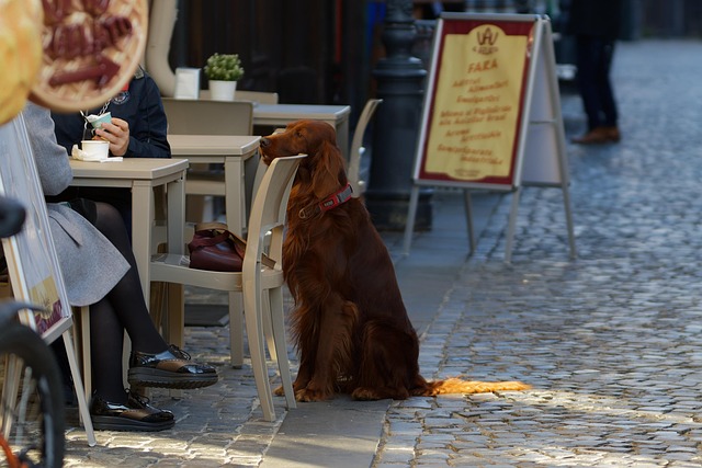 Dog Walking Services: Relieving Stress for Busy Pet Owners