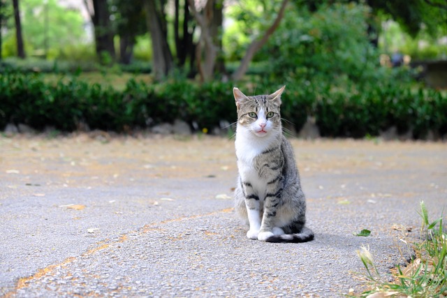 Pet Care Pros: Enhancing Pets’ Lives Through Sit, Walk, Love