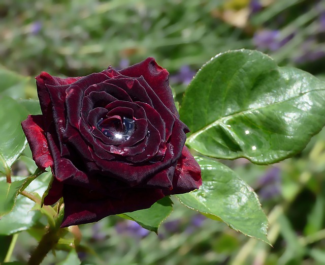 Baccarat