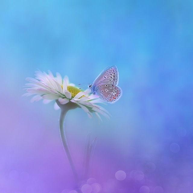 Fantasy