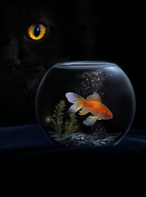 fantasy-640x480-61130057.jpeg