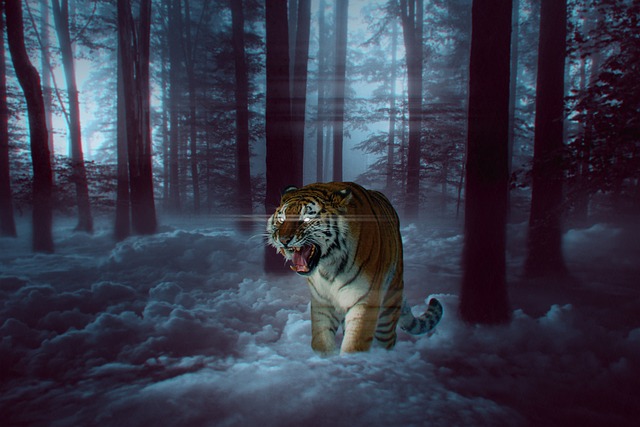 fantasy-640x480-24769616.jpeg